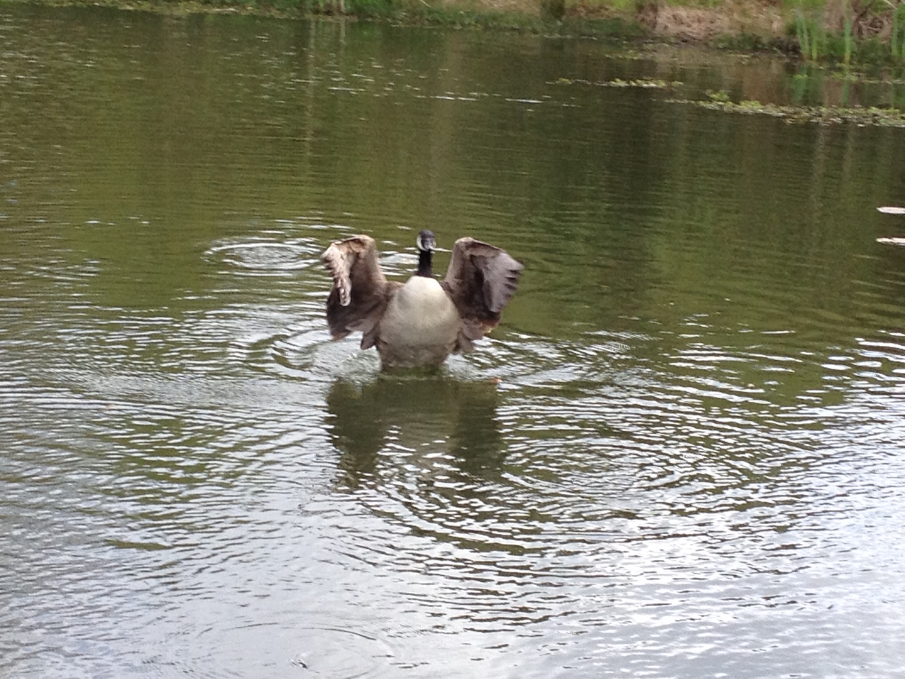 Canadian Geese on Grumpy's Pond at East Crinnis Holiday Park